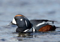 Harlequin Histrionicus histrionicus