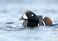 Harlequin Histrionicus histrionicus