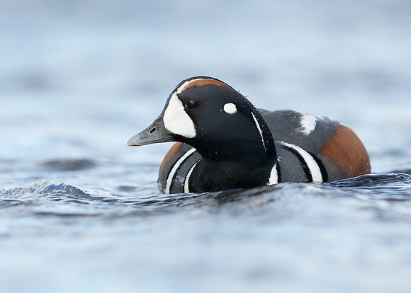 Harlequin Histrionicus histrionicus