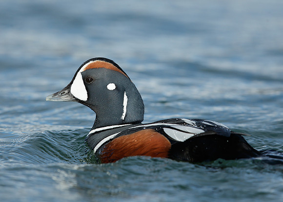 Harlequin Histrionicus histrionicus