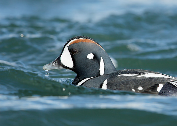 Harlequin Histrionicus histrionicus