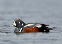 Harlequin Histrionicus histrionicus