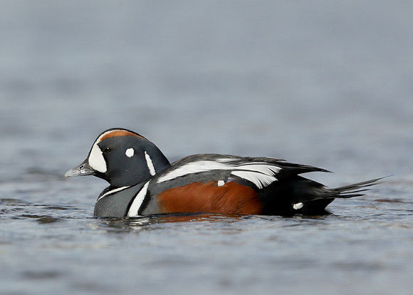 Harlequin Histrionicus histrionicus