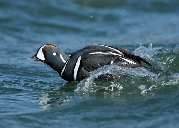 Harlequin Histrionicus histrionicus