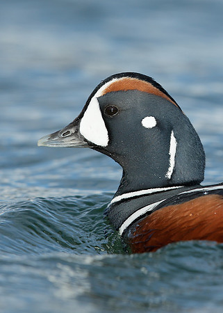 Harlequin Histrionicus histrionicus