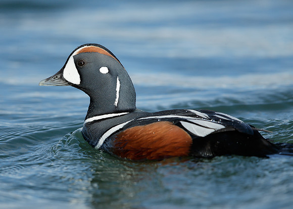 Harlequin Histrionicus histrionicus