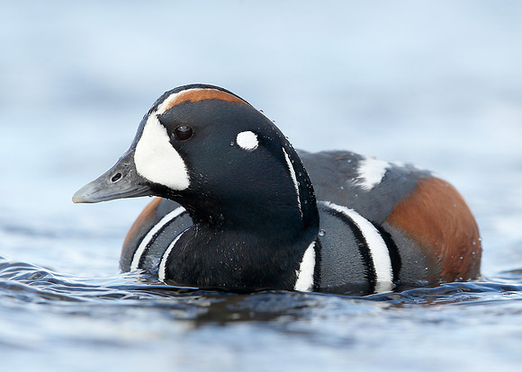 Harlequin Histrionicus histrionicus