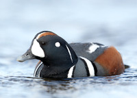 Harlequin Histrionicus histrionicus