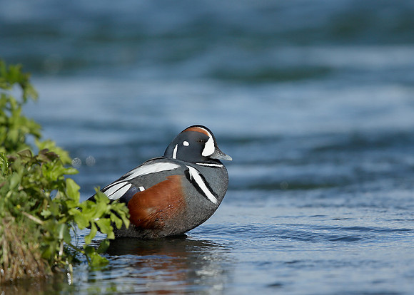 Harlequin Histrionicus histrionicus