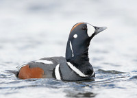 Harlequin Histrionicus histrionicus
