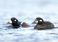 Harlequin Histrionicus histrionicus