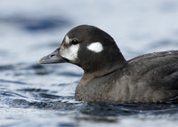 Harlequin Histrionicus histrionicus