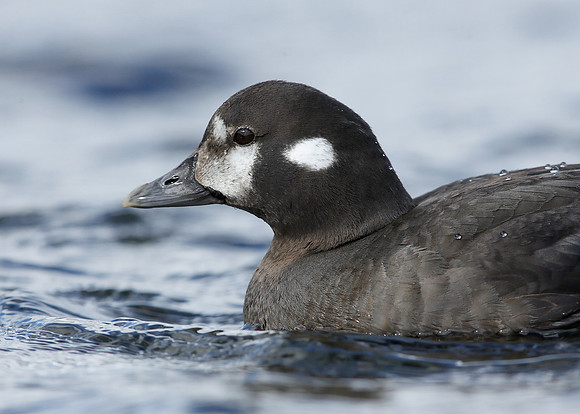 Harlequin Histrionicus histrionicus
