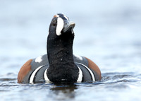 Harlequin Histrionicus histrionicus