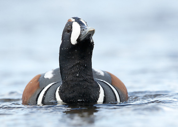 Harlequin Histrionicus histrionicus