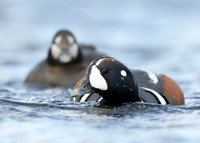Harlequin Histrionicus histrionicus