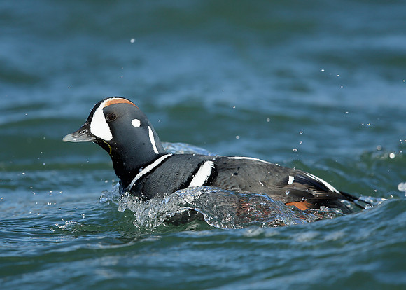 Harlequin Histrionicus histrionicus