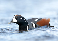 Harlequin Histrionicus histrionicus
