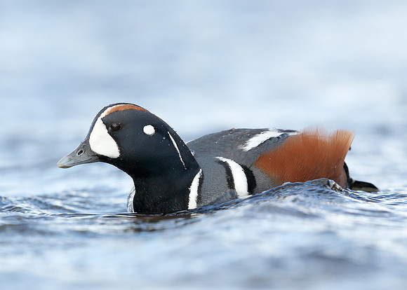 Harlequin Histrionicus histrionicus