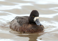 Lesser Scaup Aythya affinis