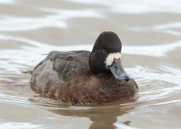 Lesser Scaup Aythya affinis