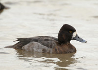Lesser Scaup Aythya affinis