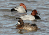 Lesser Scaup Aythya affinis