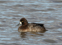 Lesser Scaup Aythya affinis