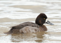 Lesser Scaup Slimbridge Jan 2012