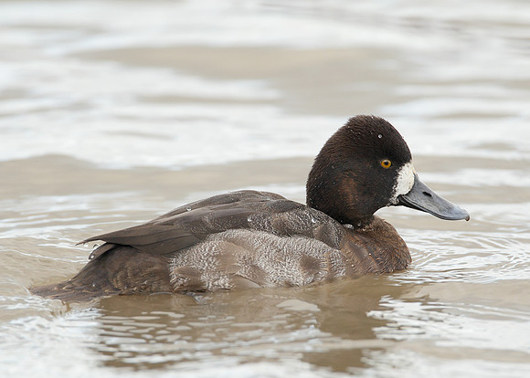 Lesser Scaup Aythya affinis