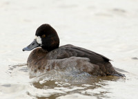 Lesser Scaup Aythya affinis