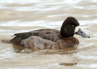 Lesser Scaup Aythya affinis