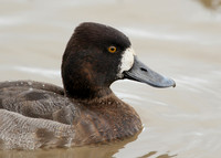 Lesser Scaup Aythya affinis