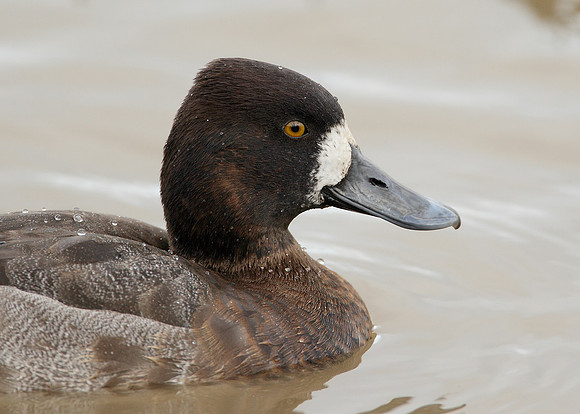 Lesser Scaup Aythya affinis