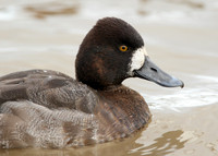 Lesser Scaup Aythya affinis