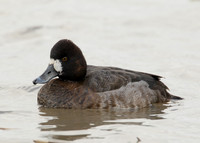 Lesser Scaup Aythya affinis