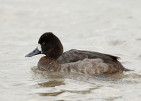 Lesser Scaup Aythya affinis