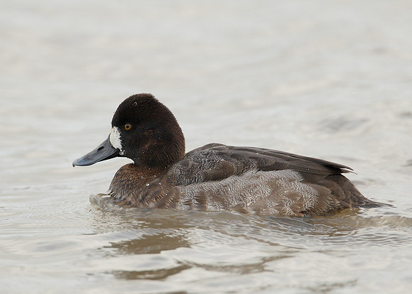 Lesser Scaup Aythya affinis