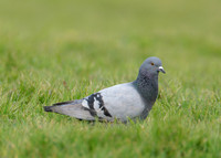 Rock Dove Columba livia