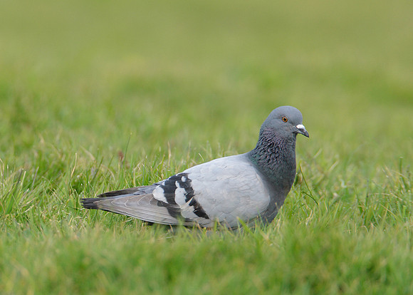 Rock Dove Columba livia