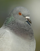 Feral Pigeon Columba livia domestica