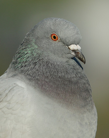 Feral Pigeon Columba livia domestica