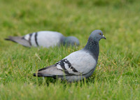 Rock Dove Columba livia