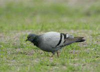 Rock Dove Columba livia