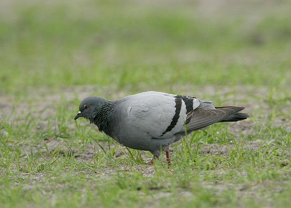 Rock Dove Columba livia