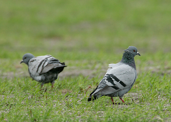 Rock Dove Columba livia