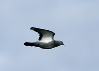 Rock Dove Columba livia