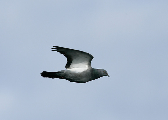 Rock Dove Columba livia