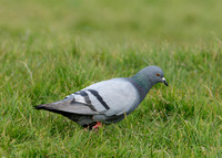 Rock Dove Columba livia