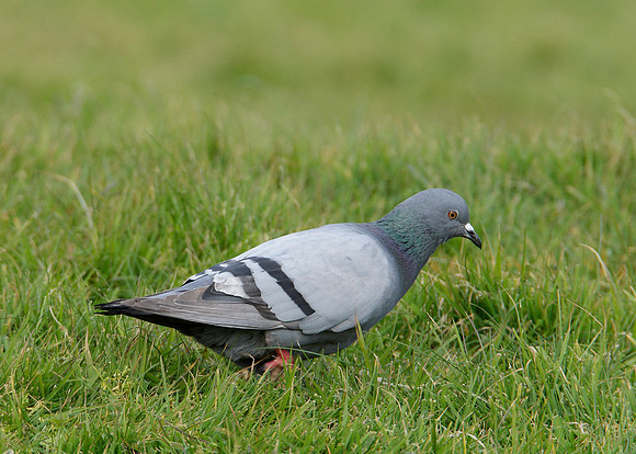 Rock Dove Columba livia